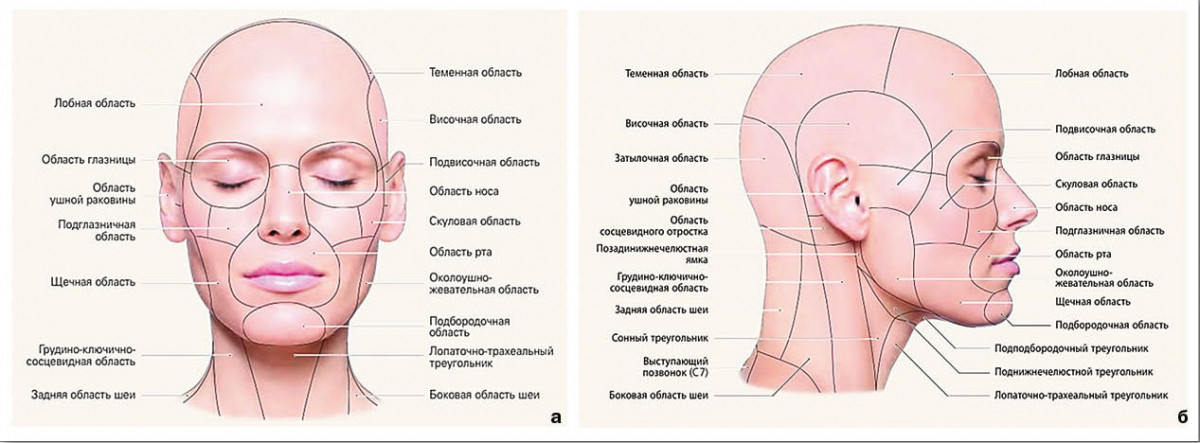 Анатомические зоны головы и шеи: а –  вид спереди; б  – вид сбоку.